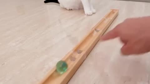 Cat Playing with Marble Run