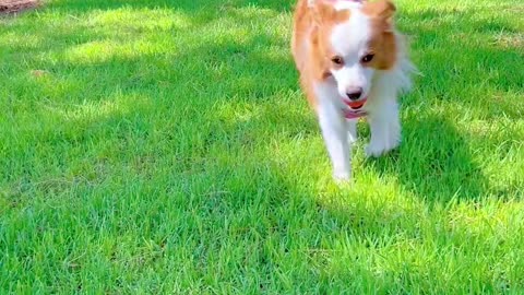 Dogs Fun Time: Watch Them Play with a Ball