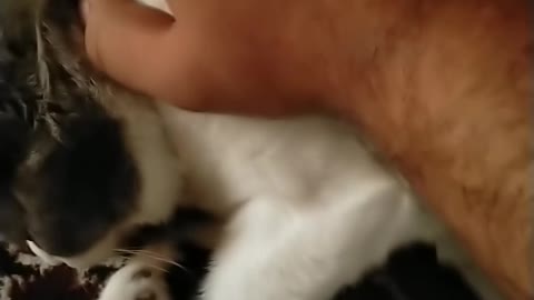 Cat Purring