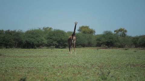 Beautiful giraffe walking on a green field in Africa on a sunny day