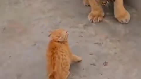 Cat vs lion💔💔