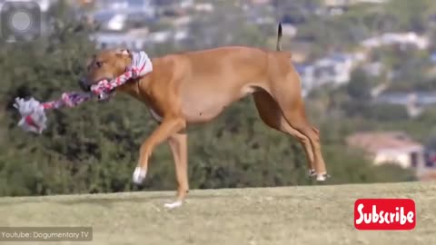 10 most powerful dogs in the world