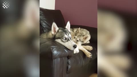 Hilarious Talking Huskies Compilation | Huskies are Awesom