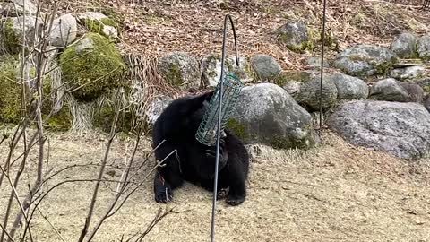 Bear Fills Up on Bird Seed