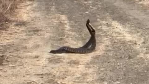 Two Rattlesnakes Dancing, Fighting, or Mating?