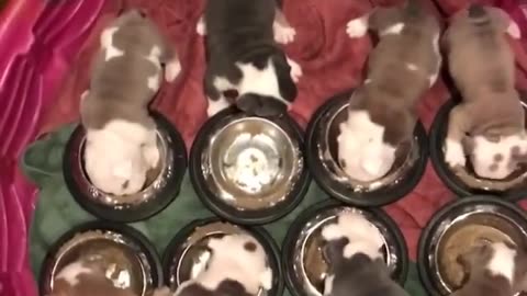 Very Cute Dog Eat Their dinner