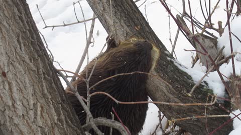 Beaver Chews Down Tree Then Swims off with a Small Branch