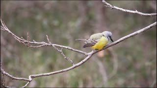 Tropical Kingbird