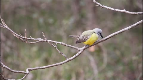 Tropical Kingbird