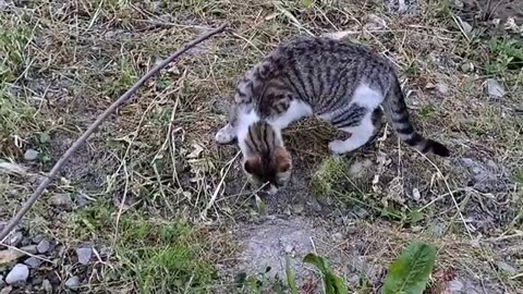 Cute cat eats grass after eating.