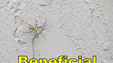 Assassin Bug Sighting In Florida? These Are Beneficial Insects, But Don't Get Bitten By One....