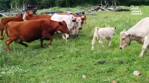 Animals funny video