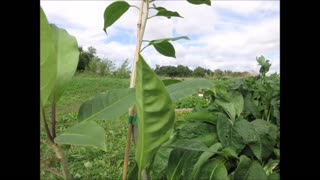 Stay Golden Golden Cup Vine Sept 2021