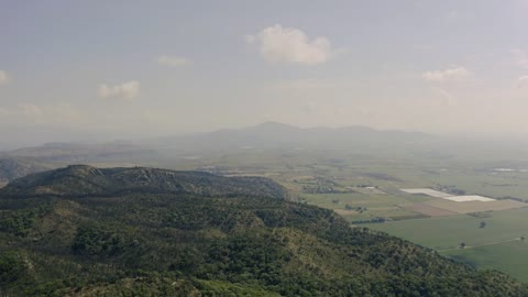 Forest in the mountains