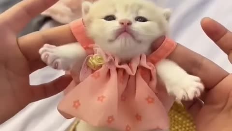 Cute kitten video