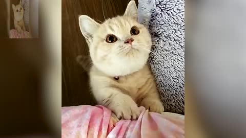 Cute cat begging for food