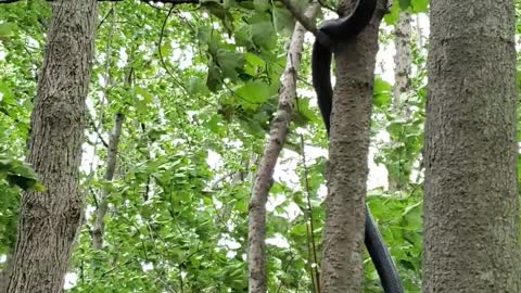 Snake Climbs Tree During Windy Storm