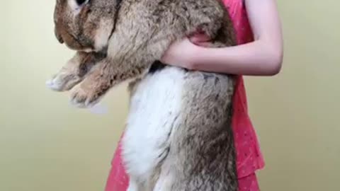 Wow that's Amazing the biggest rabbit in the World