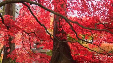 Tree with Red Leaves Twirling and Falling