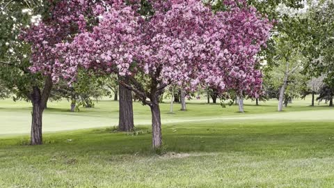 Amazing red flower tree 🌲 in Edmonton Canada