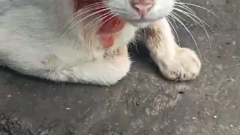 Injured Cat At Sakinaka Metro Station Contact no.9833083692 #doglover #cat #animals #instastrays