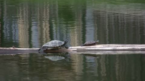 Turtles on Floating Log