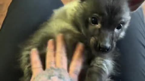 Baby Hyena