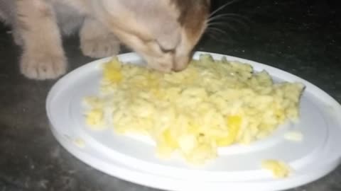 Bangladeshi baby cat eating