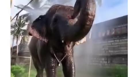 Elephant fear from frog