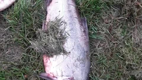 80 Red Sockeye Salmon from the Kasilof River 8/4/2022 Alaska