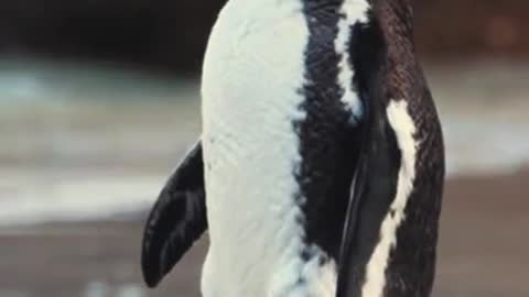 Beautiful Penguin Video, 4k Short Video