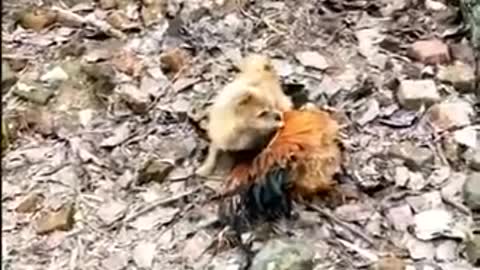 hen and dog fights funny video