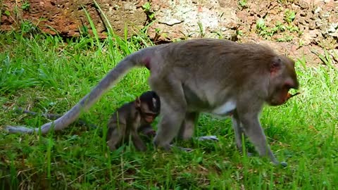 Monkey Jane and her daughter Jazzy