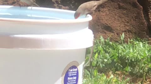 Common Waxbill’s getting a drink