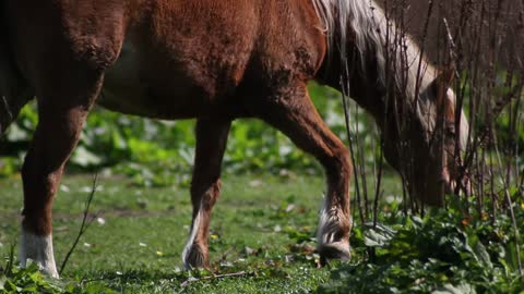 A beautiful horse grazing