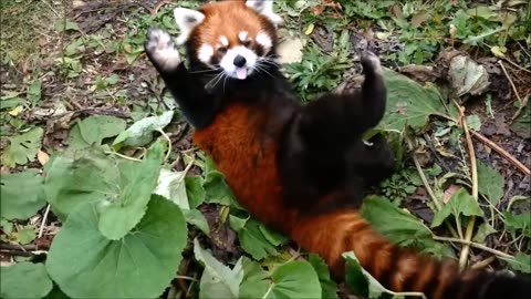 Red Panda Moments