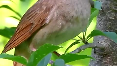 Nightingale chirping bird sounds (1)