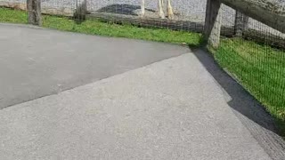 Hand feeding a Giraffe in West Virginia