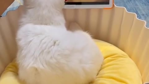 funny cat watching cartoon #funnycat