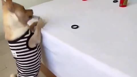 Dog Trained To Do Silly Stuff