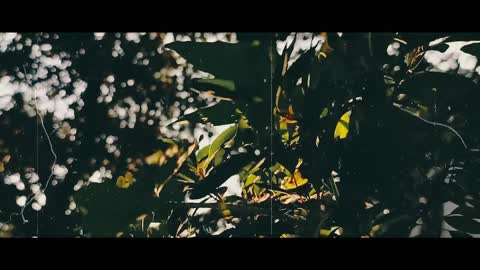 IN TO THE NATURE - Cinematic video | POCO X3 | MOBILE VIDEOGRAPHY | #XIA0MI INDIA |