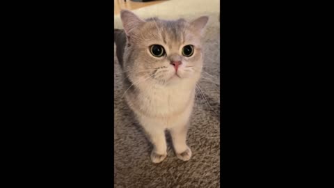 The Cutest Cat on the Internet? Cash's Meows Will Melt Your Heart!