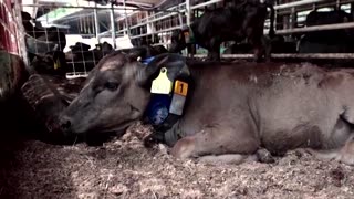 How a Japanese farm is keeping cows cool in record heat