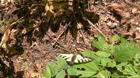 Swallowtail Butterfly