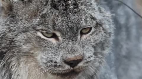 Gorgeous Big Cat after a Nap🐱 | World of Wildlife