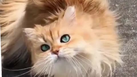 Funniest Cats 😹 - Don't try to hold back Laughter 😂 - Funny Cats Life