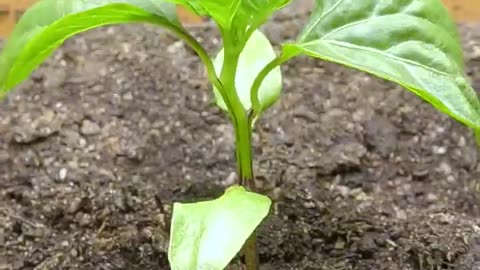 93 Days in 36 Seconds - Purple Bell Pepper #timelapse