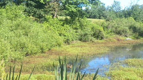 Blue heron or blue crane? In a pond on the side of a road. Nature :)