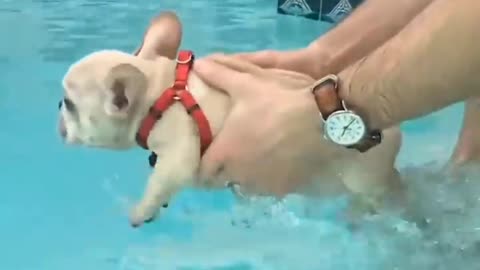 Swimming puppy