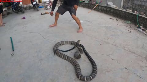 Terrible, the world's largest and most venomous snake - king cobra | people's obsession